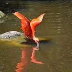 Birds of Eden
