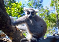 Monkeyland