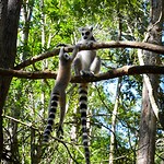 Monkeyland