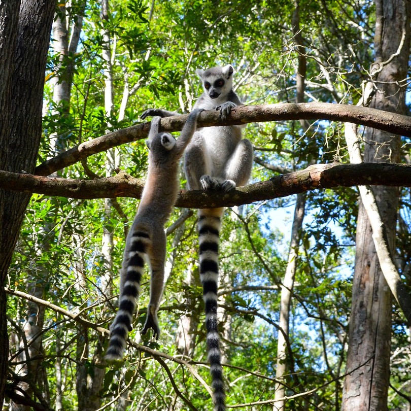 Monkeyland