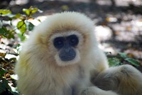 Monkeyland