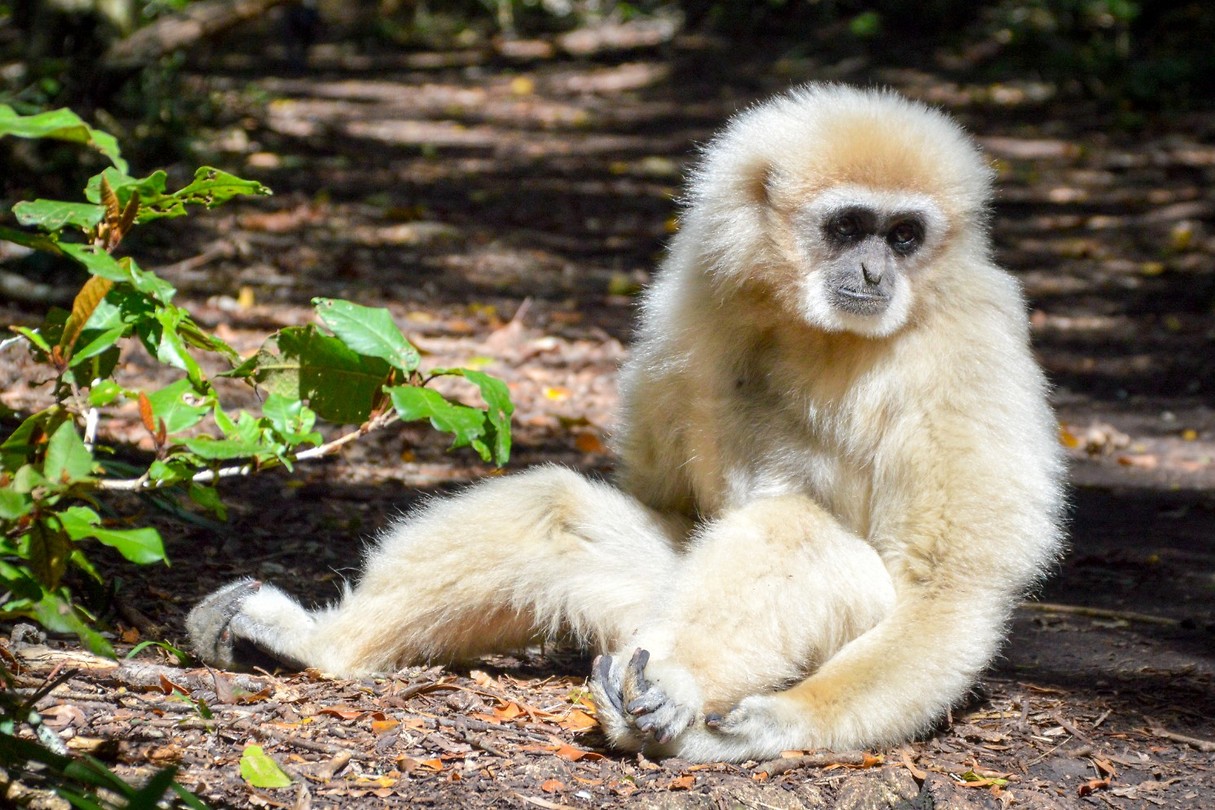 Monkeyland