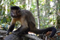 Monkeyland