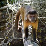 Monkeyland