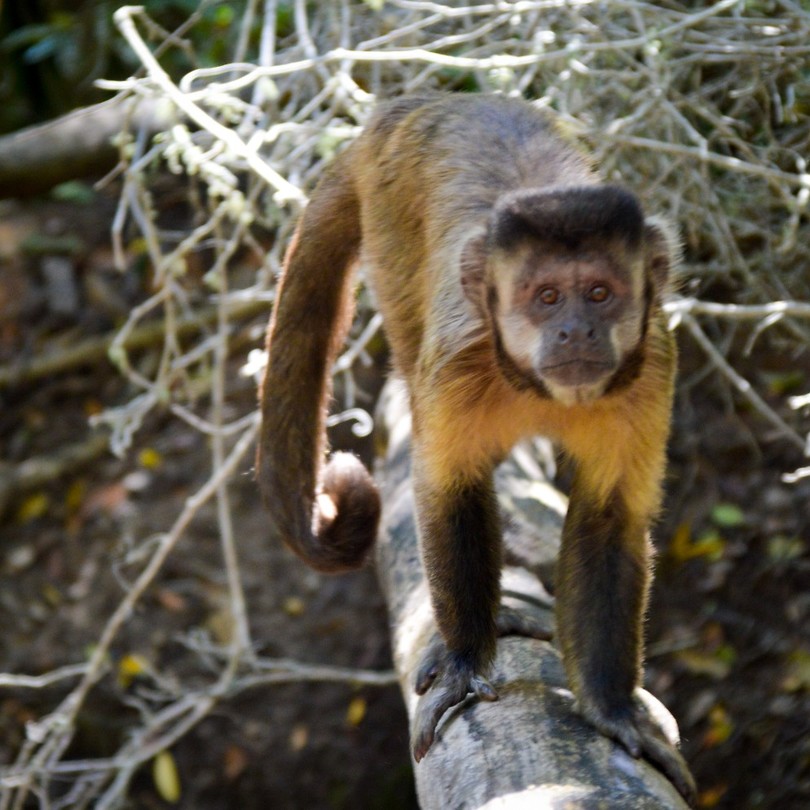 Monkeyland