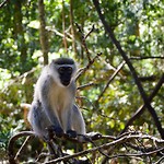 Monkeyland
