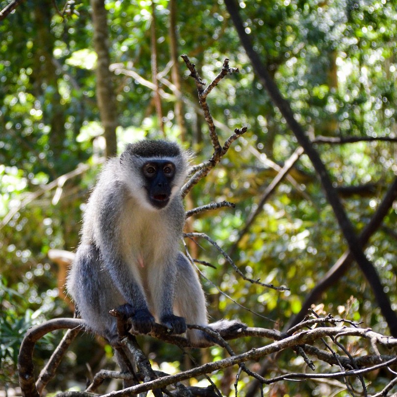Monkeyland
