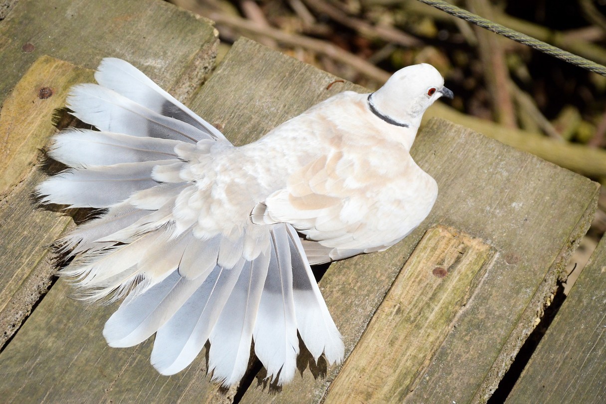 Birds of Eden