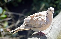 Birds of Eden