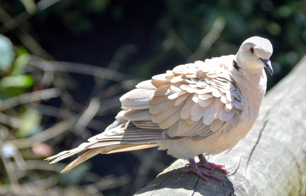 Birds of Eden