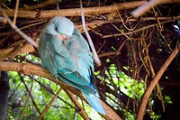 Birds of Eden