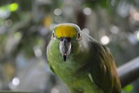 Birds of Eden
