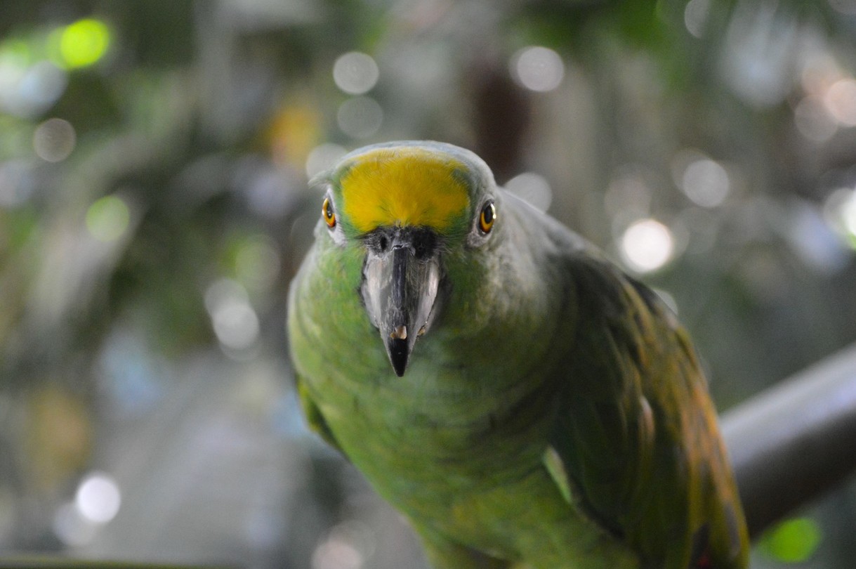 Birds of Eden