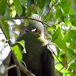 Birds of Eden