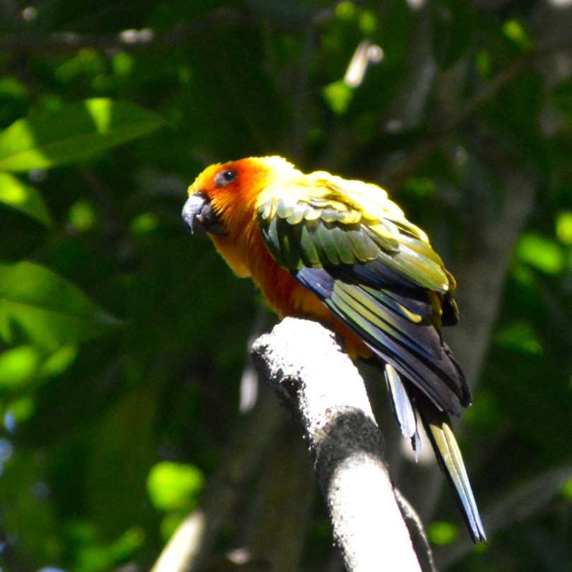 Birds of Eden