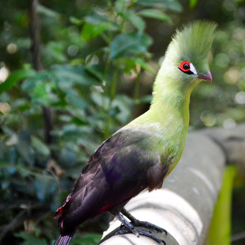 Birds of Eden