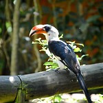 Birds of Eden