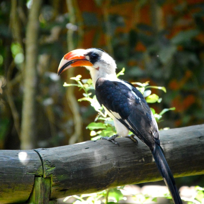 Birds of Eden