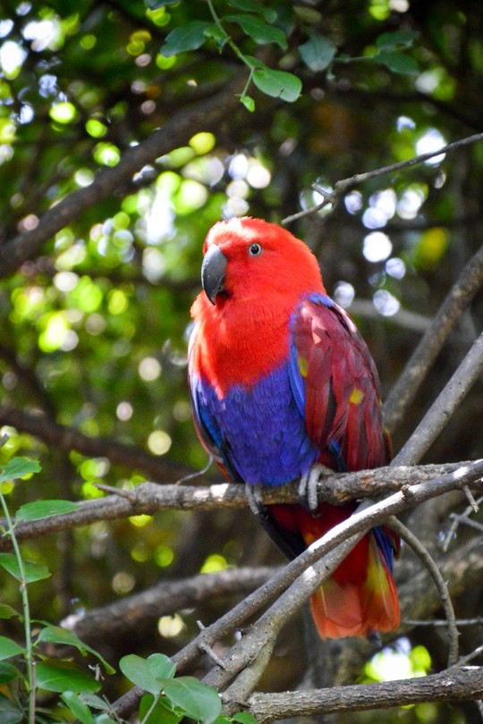 Birds of Eden