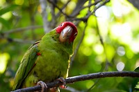 Birds of Eden
