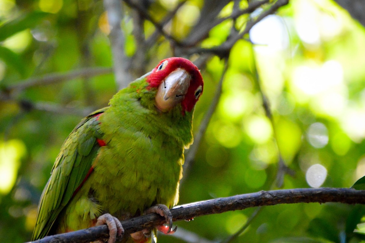 Birds of Eden