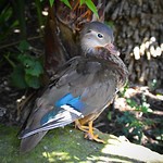 Birds of Eden