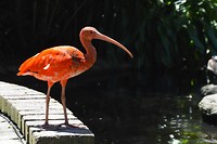 Birds of Eden