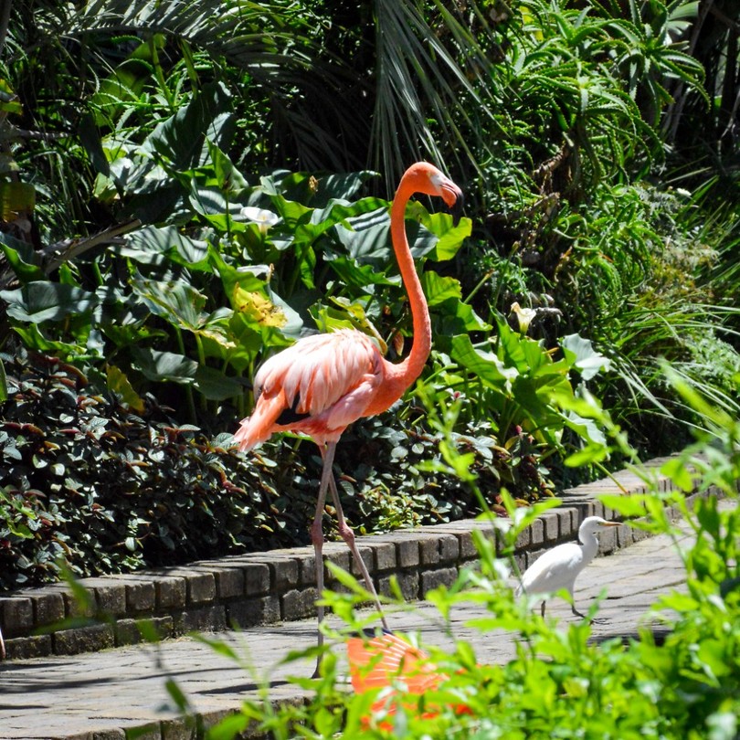 Birds of Eden