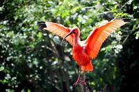 Birds of Eden