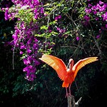 Birds of Eden
