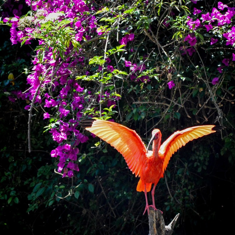 Birds of Eden
