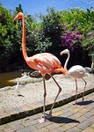 Birds of Eden