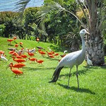 Birds of Eden