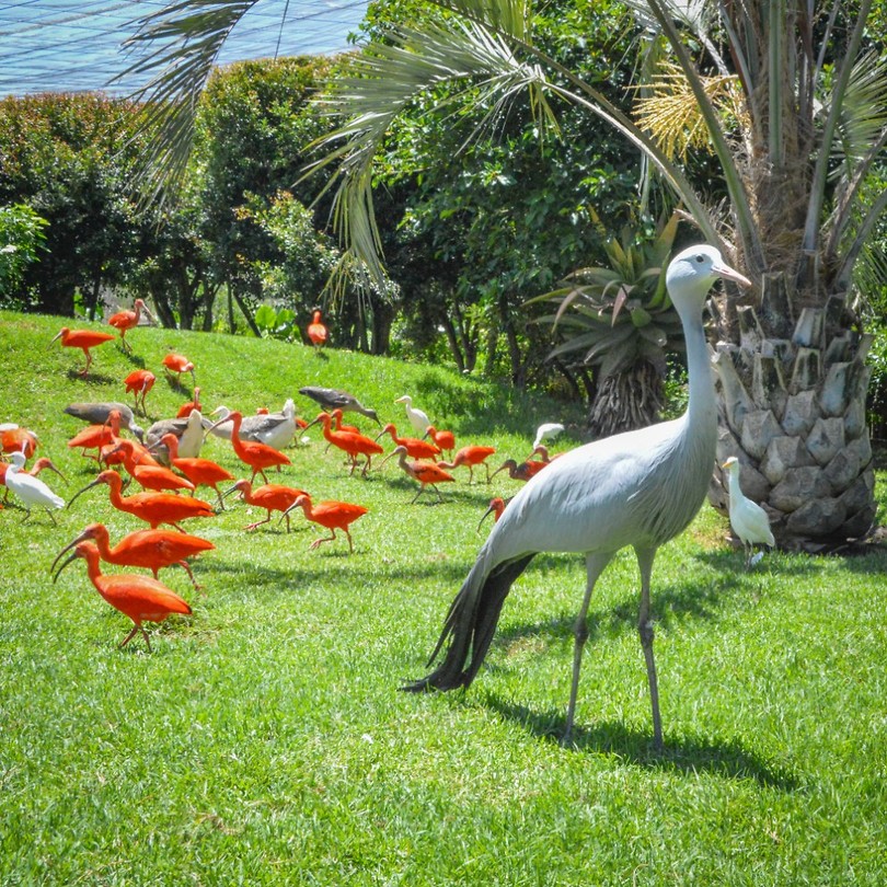 Birds of Eden