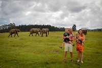 Knysna Elephant Park