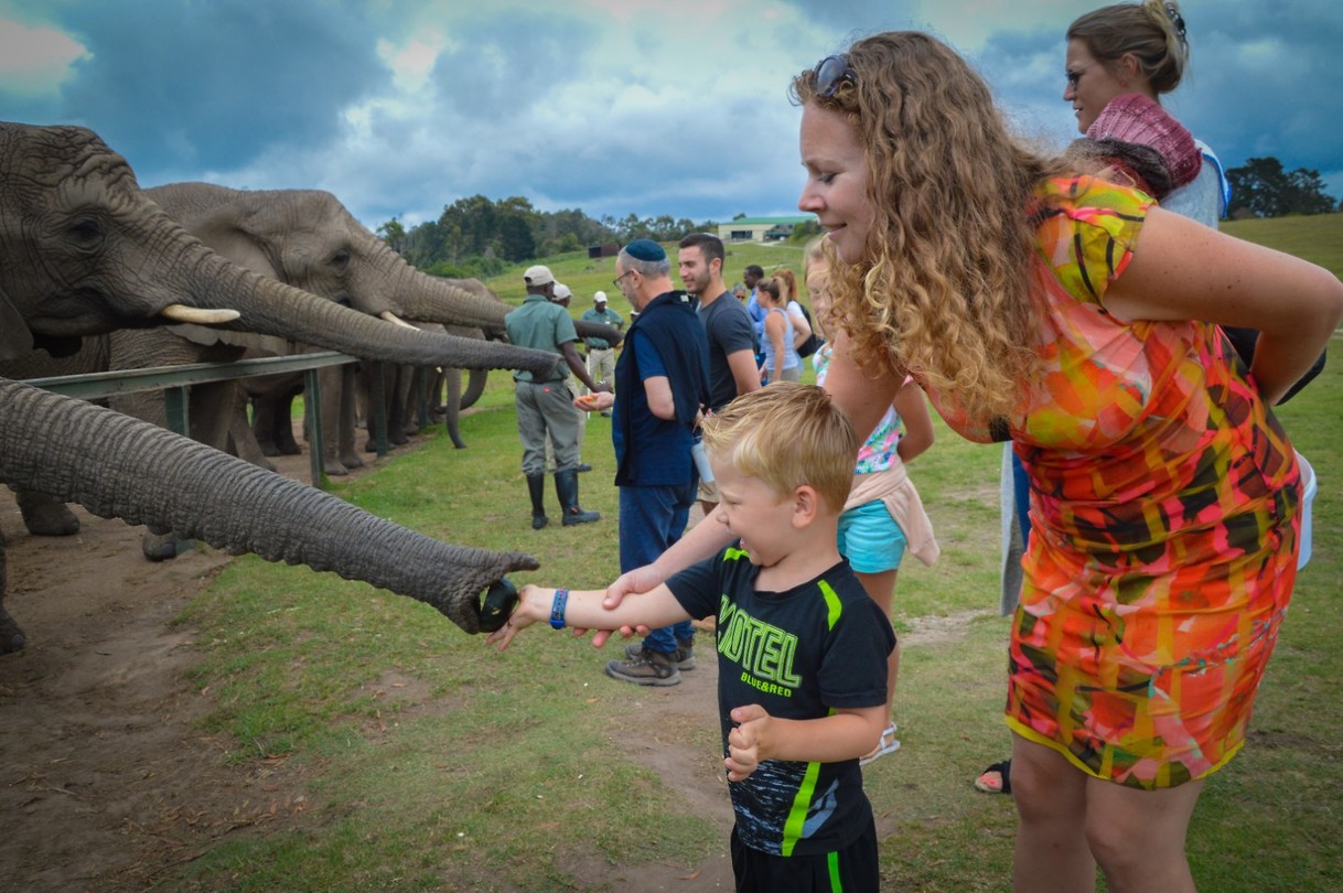 Knysna Elephant Park
