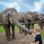 Knysna Elephant Park