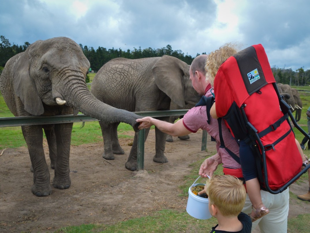 Knysna Elephant Park
