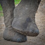 Knysna Elephant Park