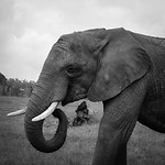 Knysna Elephant Park