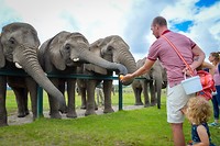 Knysna Elephant Park