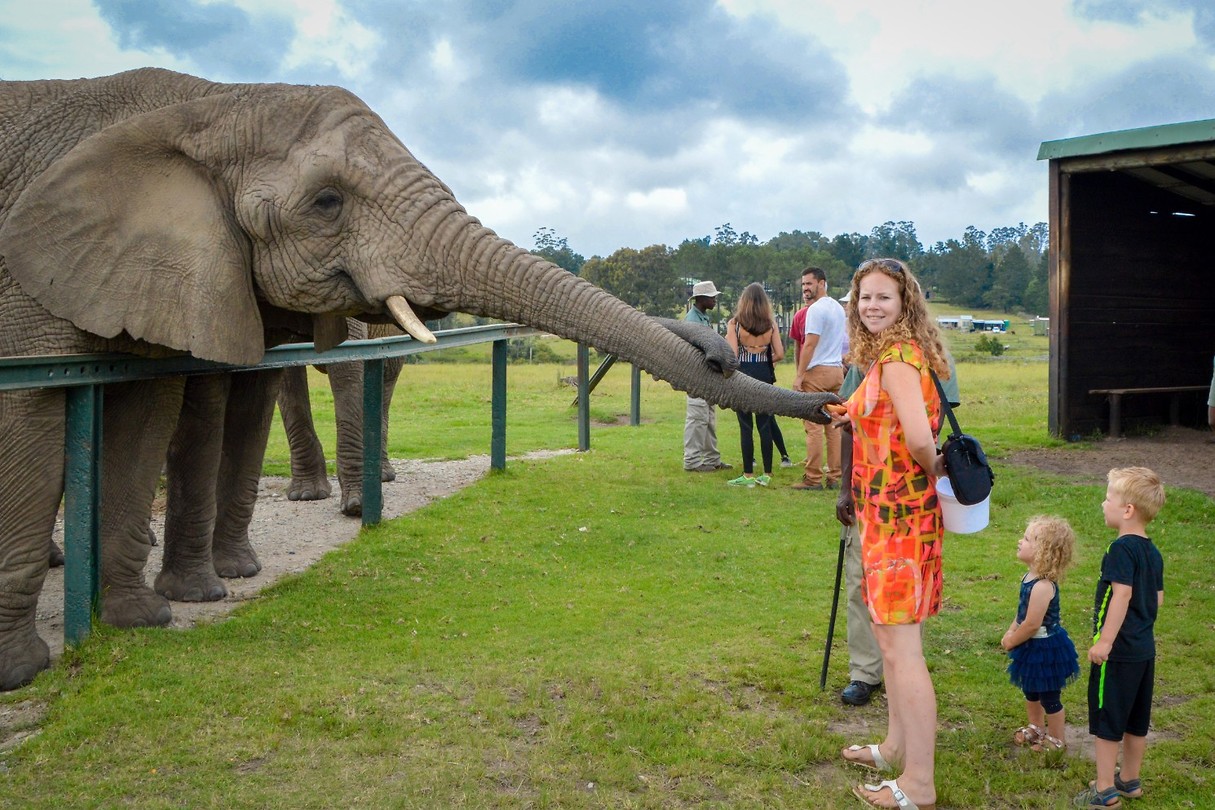 Knysna Elephant Park