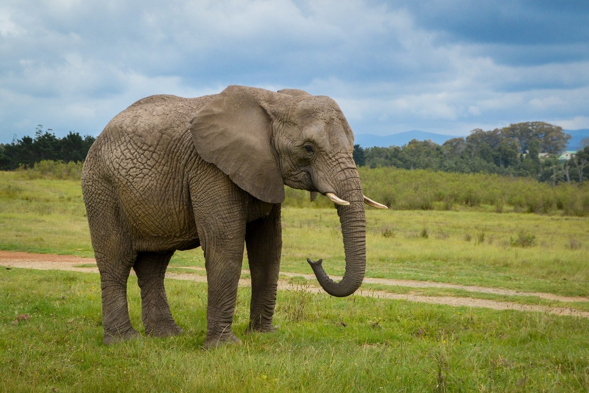 Knysna Elephant Park