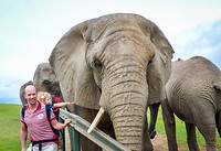 Knysna Elephant Park