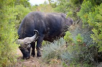 De buffel. Eén van de big five!