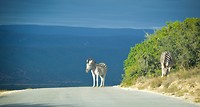Zebra's op de weg