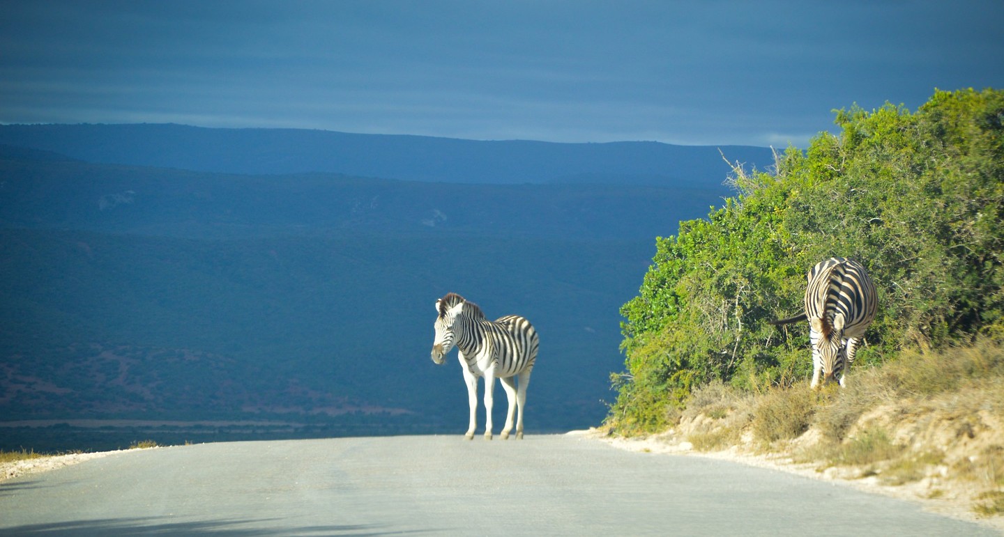 Zebra's op de weg