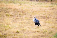 De secretary bird. Deze vogel scoort veel punten tijdens de safari!