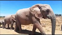 Addo Elephant Park. De olifanten trekken naar de waterbron.