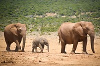 Addo Elephant Park